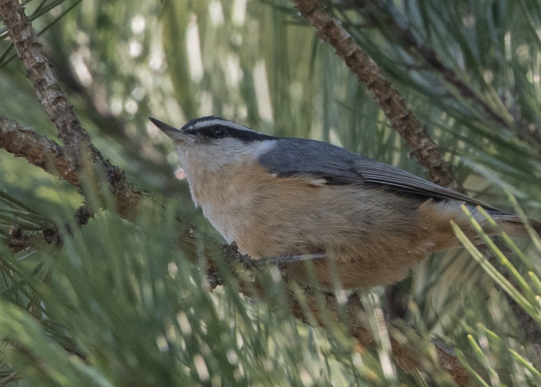 Red-breasted Nuthatch - ML145558271