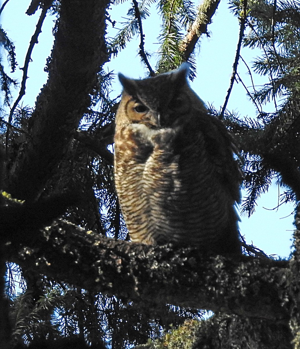 Great Horned Owl - ML145558901
