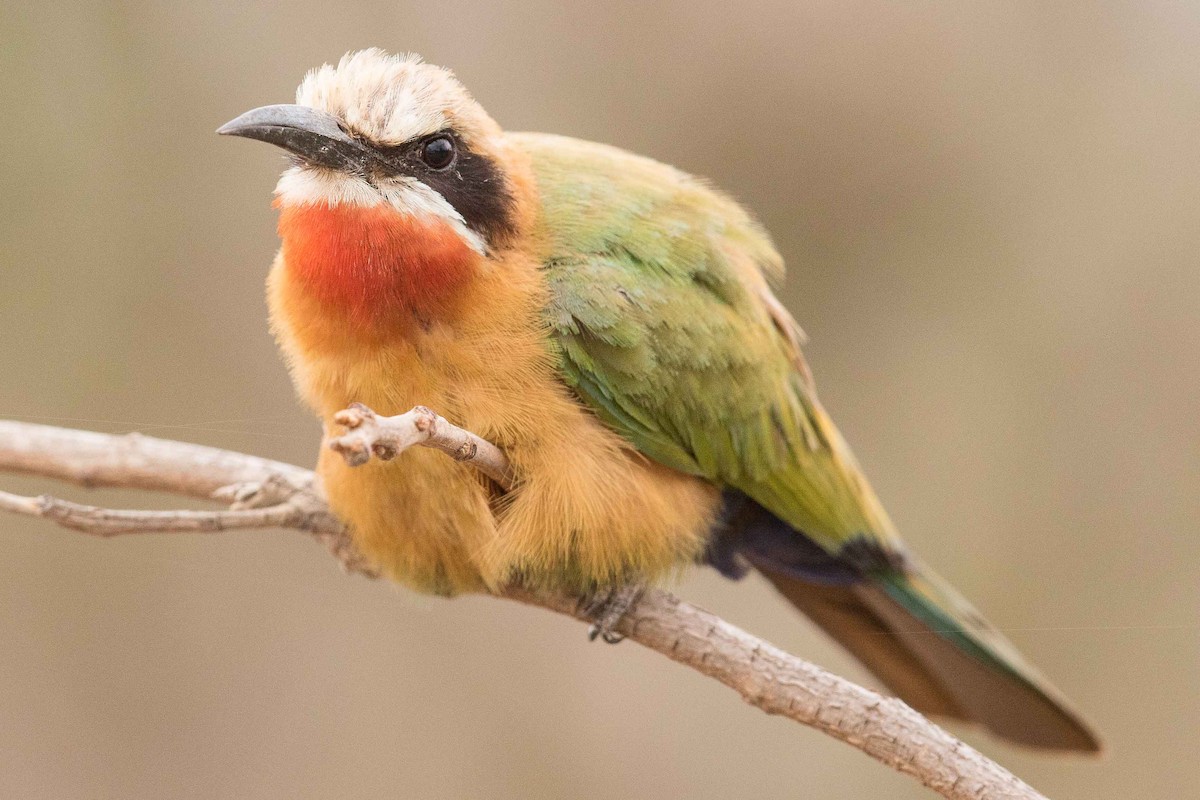 White-fronted Bee-eater - Eric VanderWerf