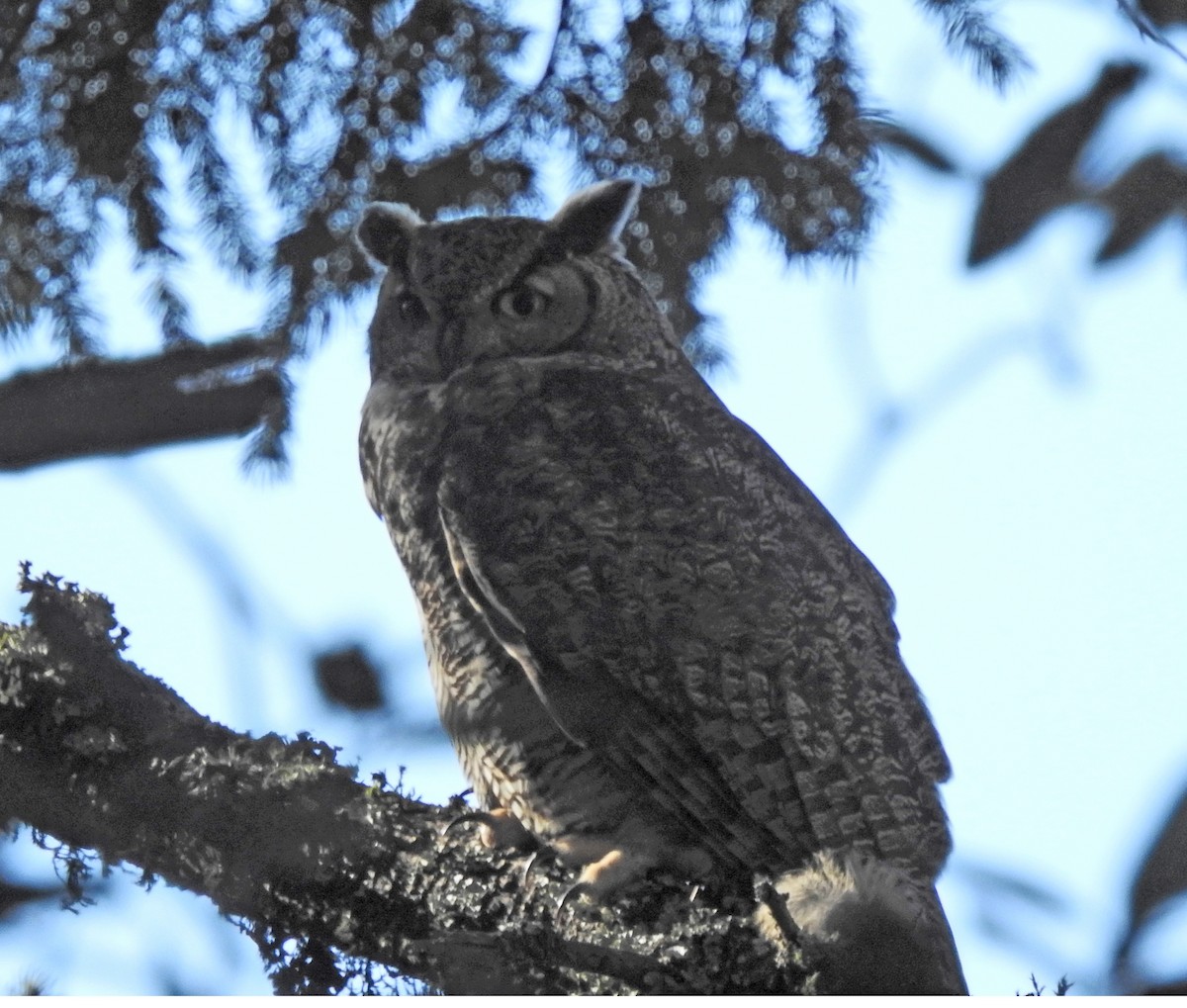 Great Horned Owl - ML145559501