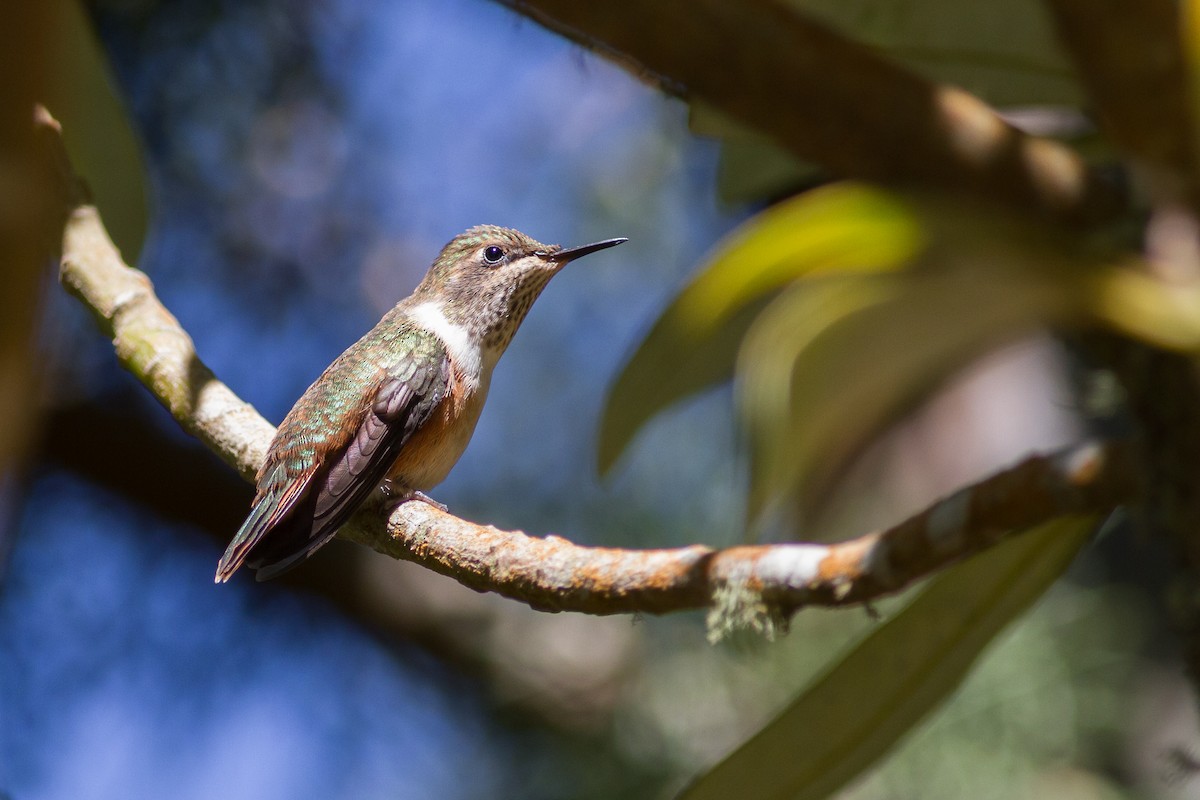 Scintillant Hummingbird - Chris Sayers