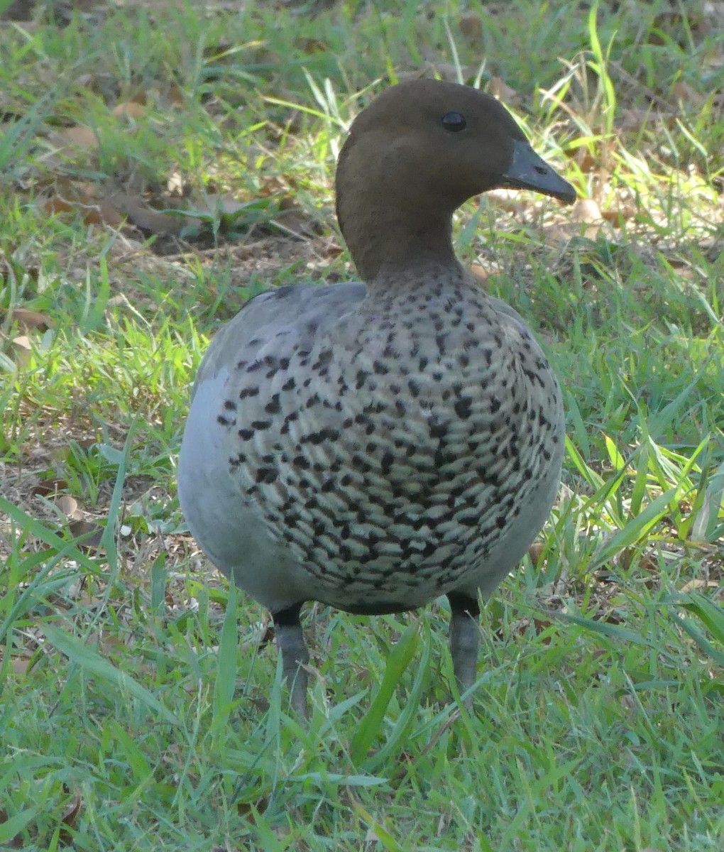 Maned Duck - ML145559531