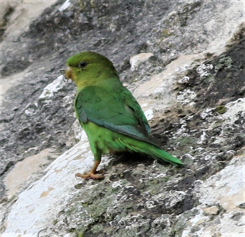 Andean Parakeet - Daniel Lebbin
