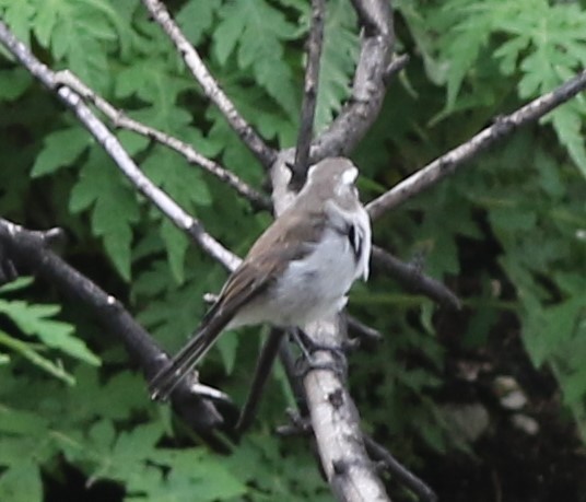 White-browed Chat-Tyrant - ML145562581