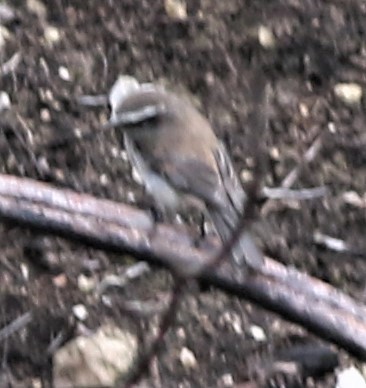 White-browed Chat-Tyrant - ML145562781