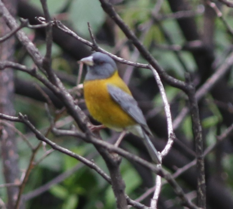 Peruvian Sierra Finch - Daniel Lebbin