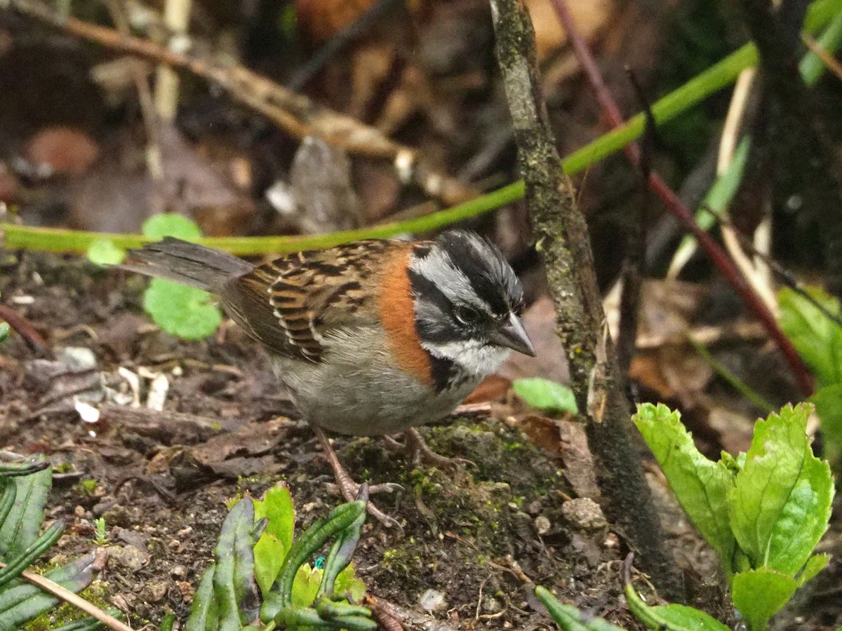 Rufous-collared Sparrow - ML145563291