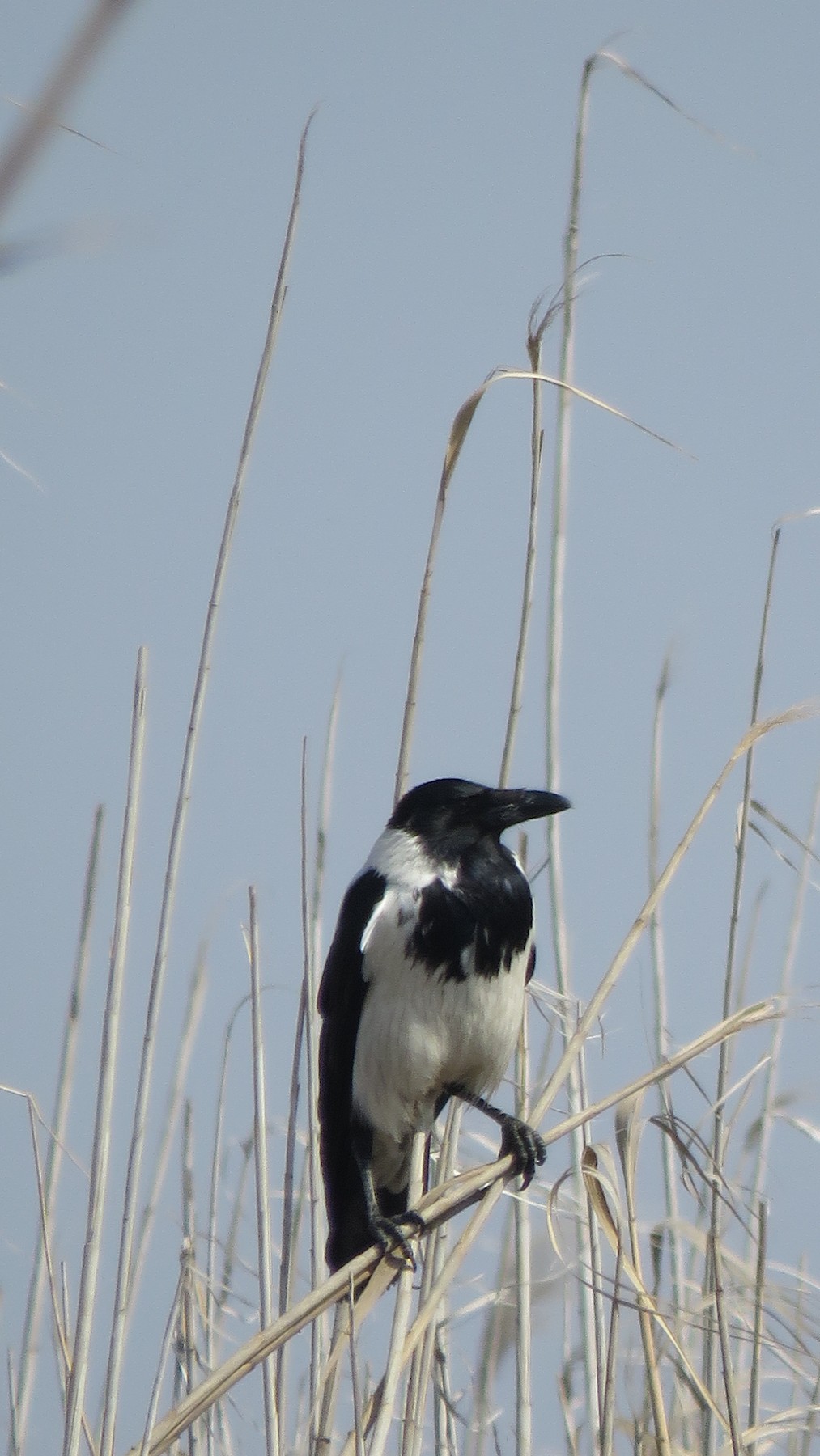 ズキンガラス Capellanus Ebird