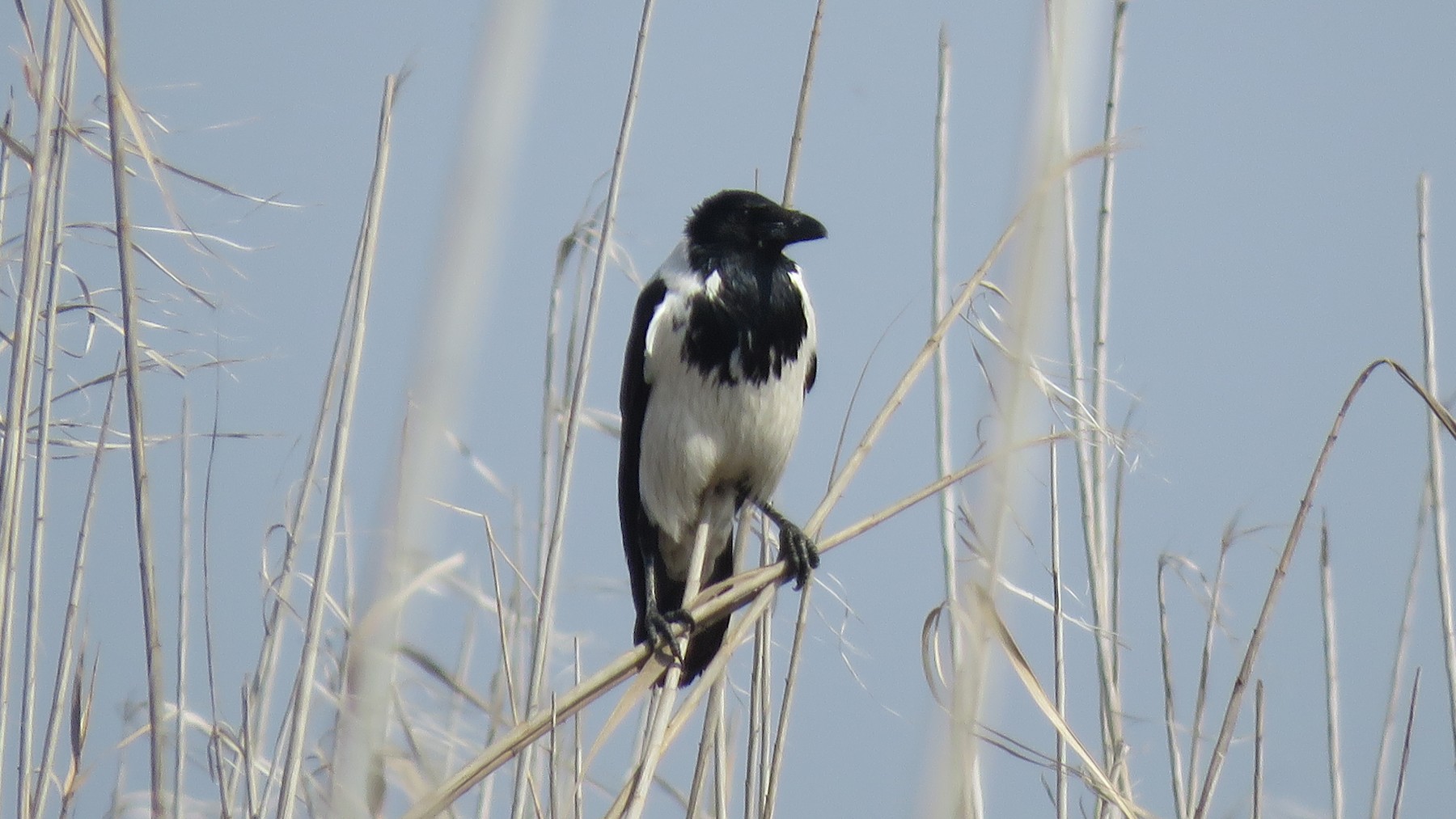 ズキンガラス Capellanus Ebird