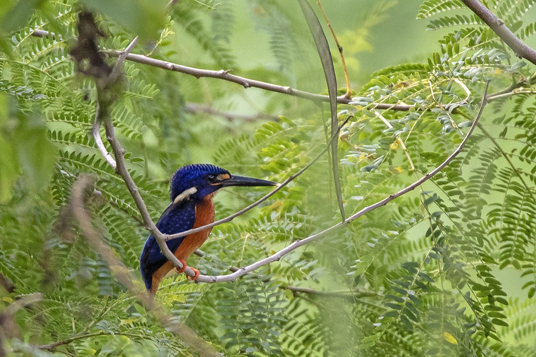 Blue-eared Kingfisher - RNVK Deepak