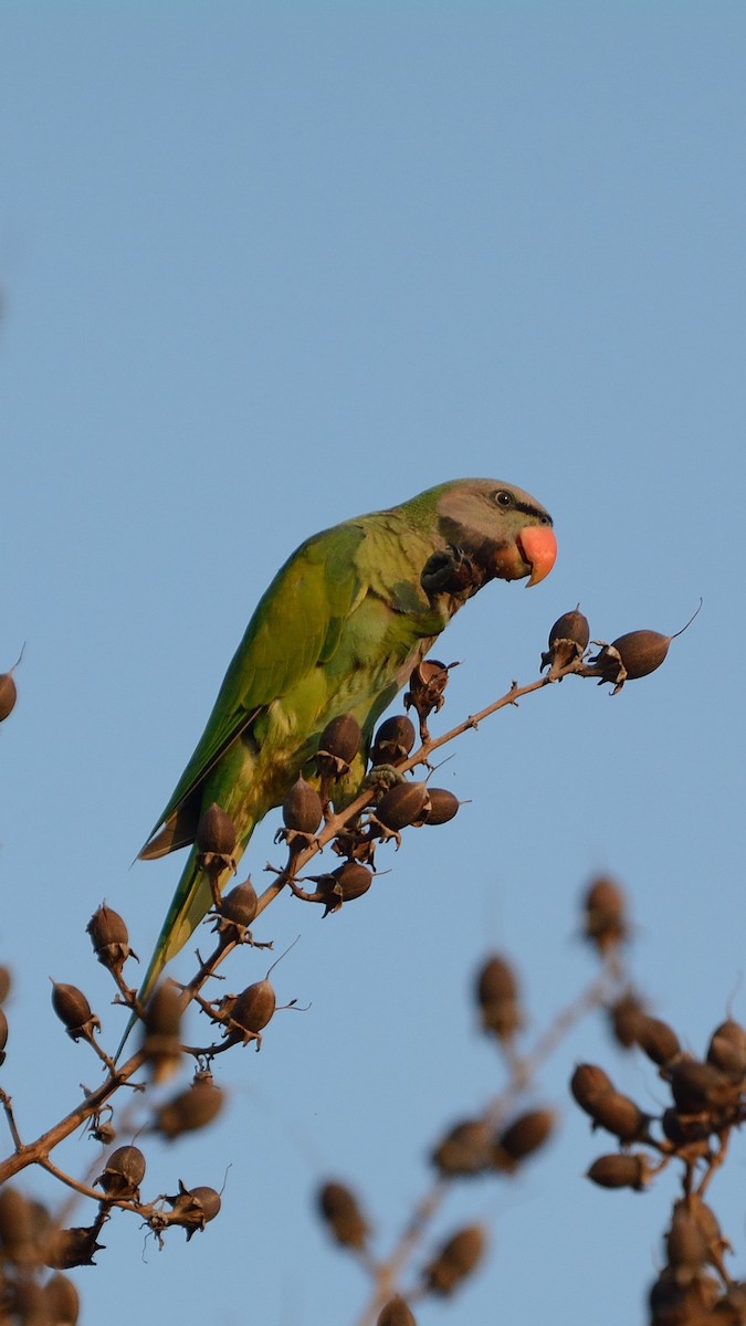 Red-breasted Parakeet - Sanjay Malik