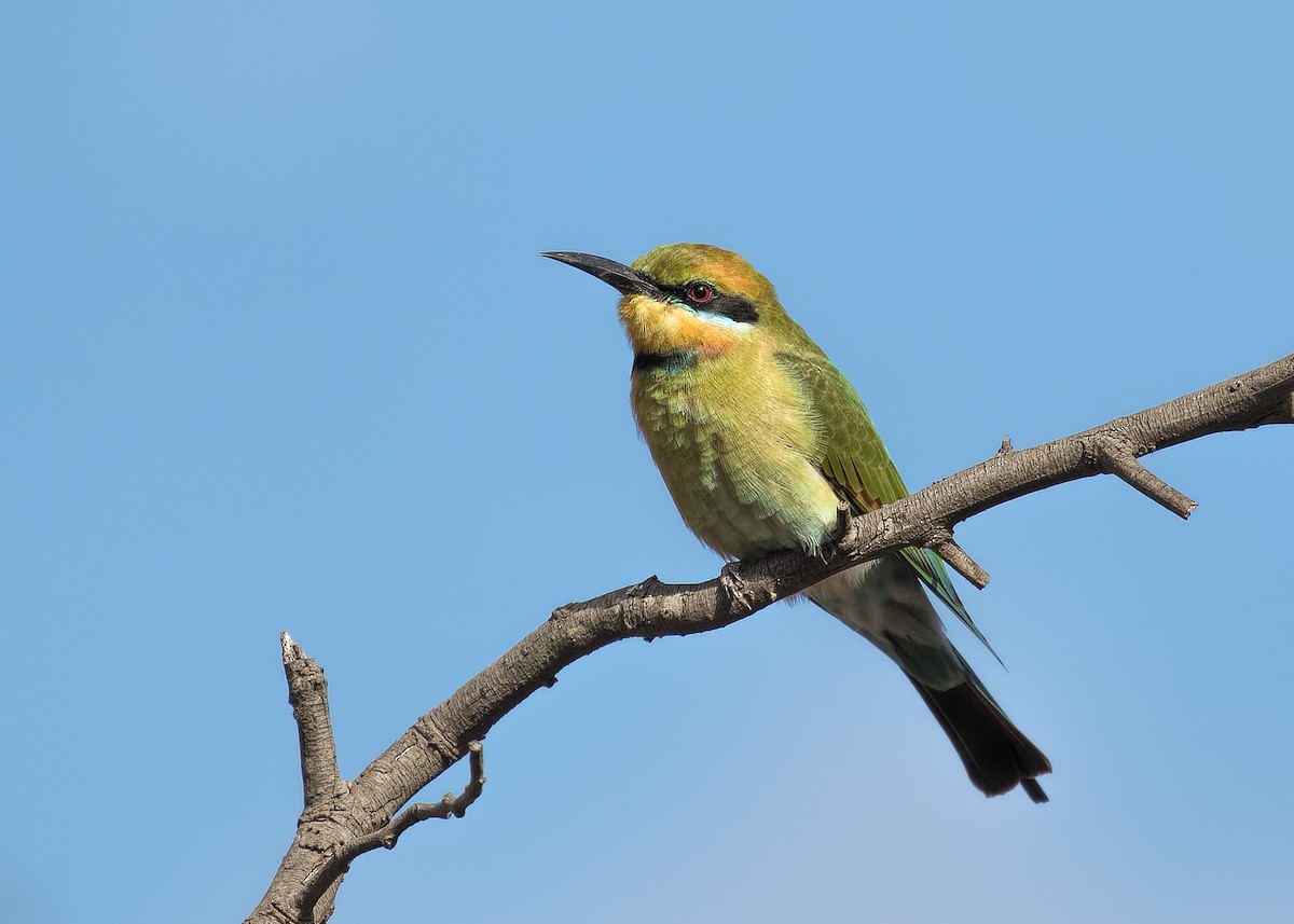 Rainbow Bee-eater - Julie Clark