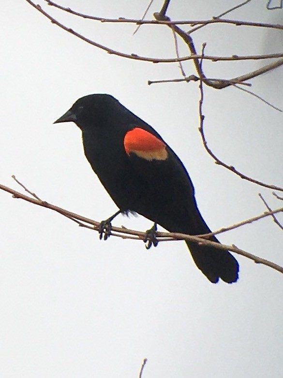 Red-winged Blackbird - Mike Warner