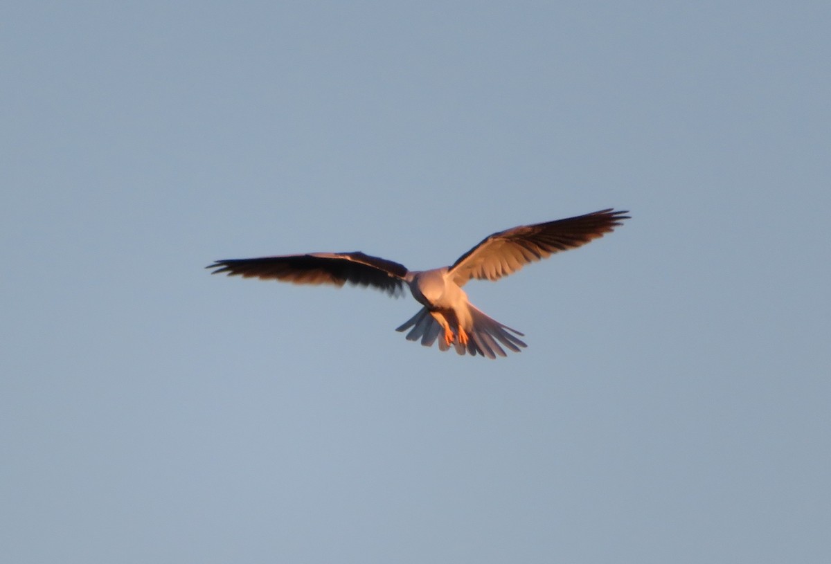 White-tailed Kite - ML145569651