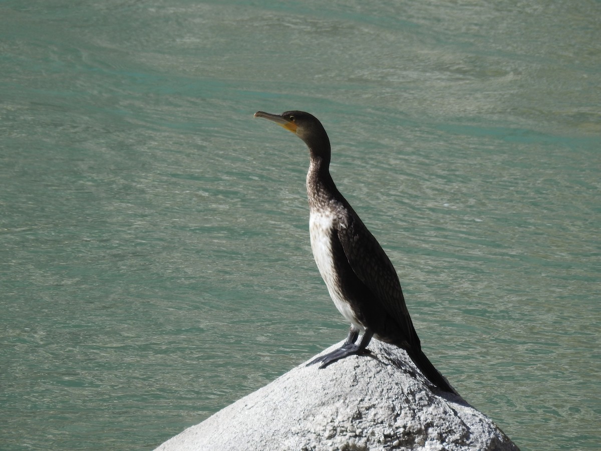 Great Cormorant - Lobzang Visuddha