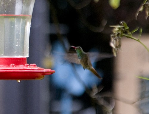 Buff-bellied Hummingbird - Martin Wall
