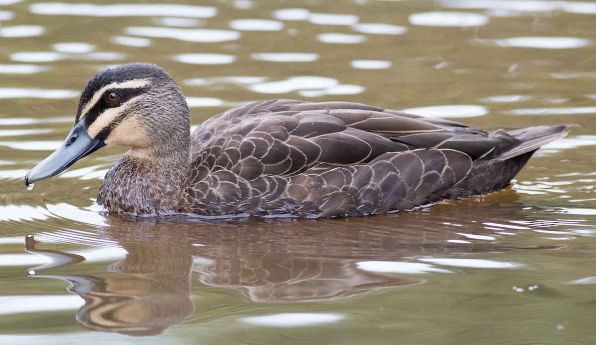 Pacific Black Duck - Tom Armstrong