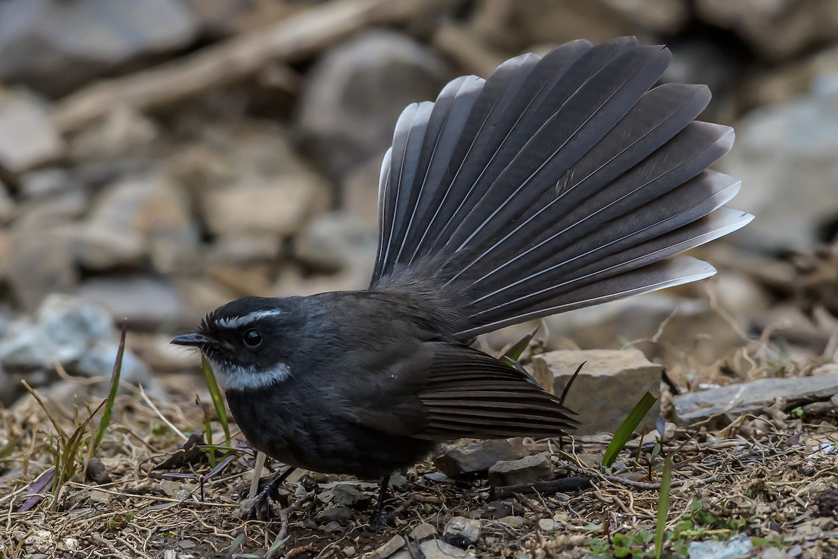 White-throated Fantail - ML145573931
