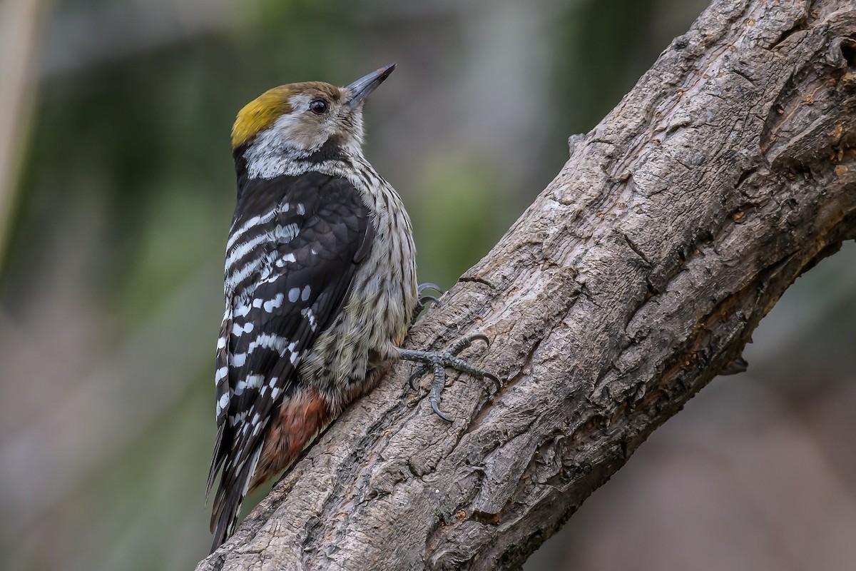 Brown-fronted Woodpecker - ML145574761