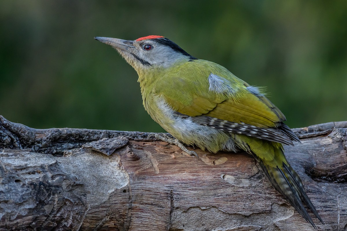 Gray-headed Woodpecker - ML145575081