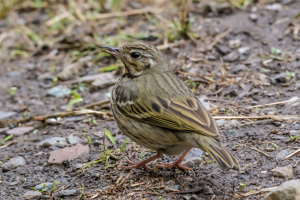 Olive-backed Pipit - ML145576021