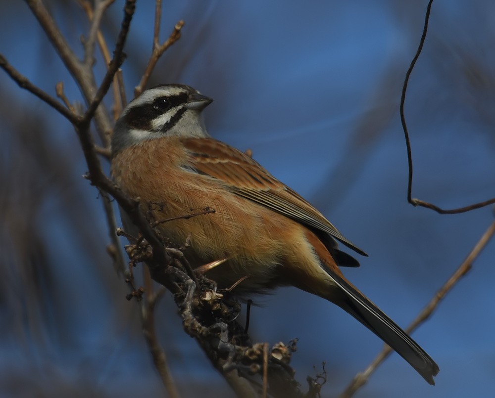 Meadow Bunting - Andrew Whitehouse