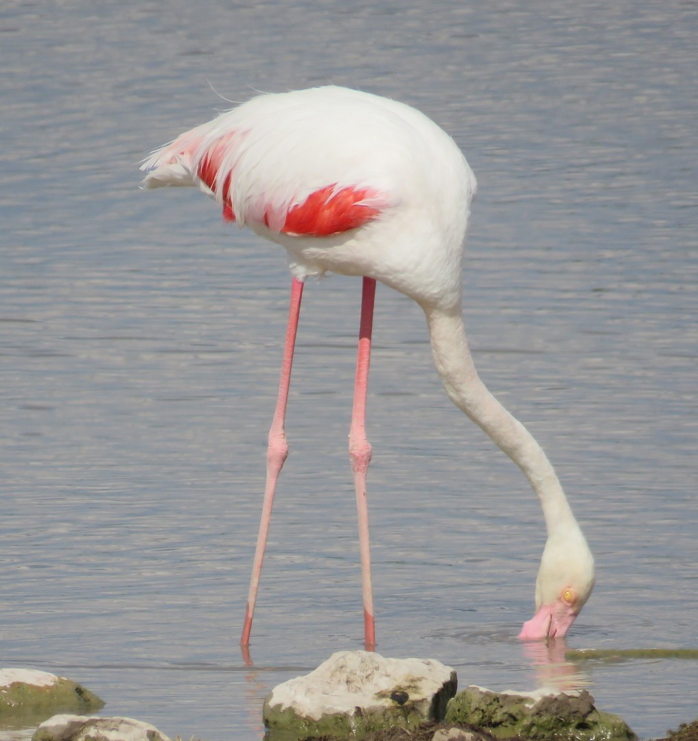 Greater Flamingo - ML145577651