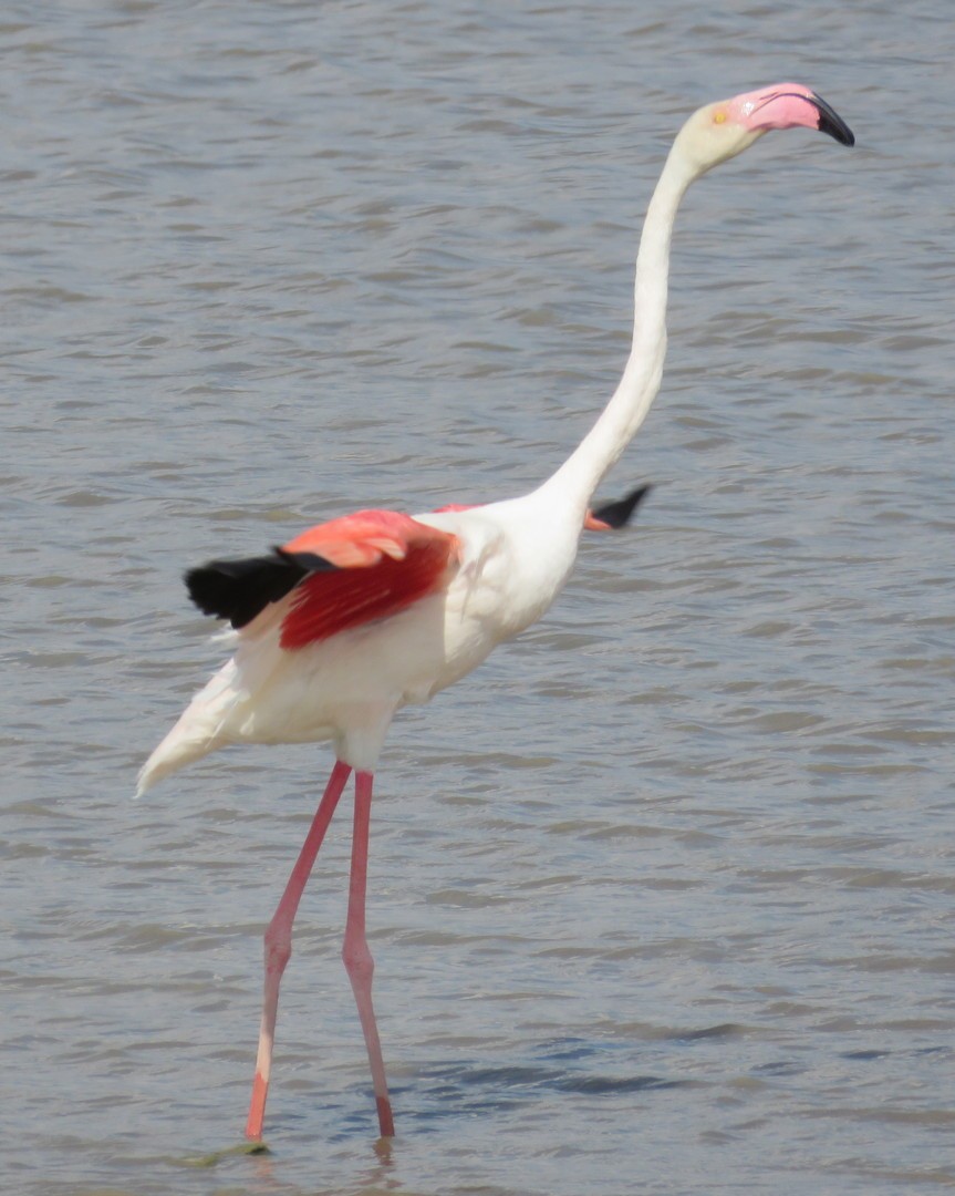 Greater Flamingo - ML145577661
