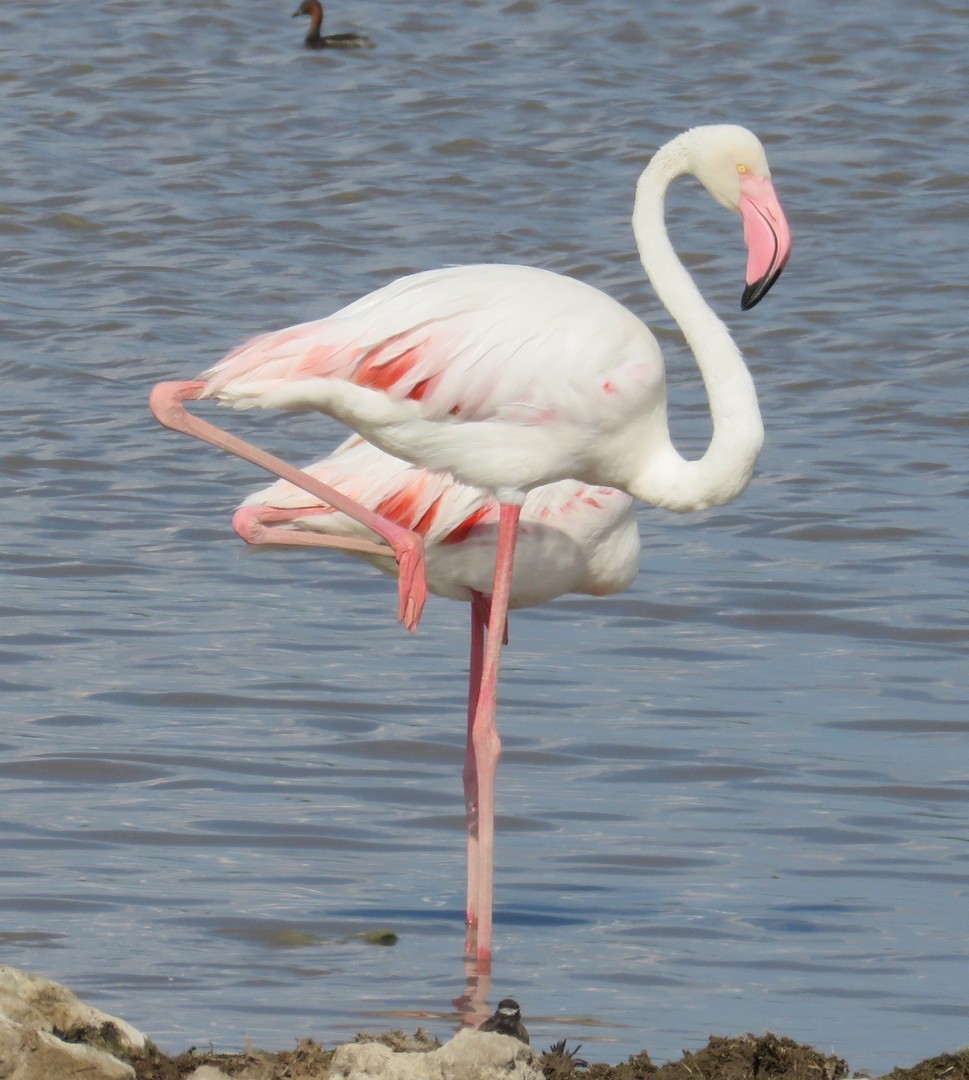 Greater Flamingo - George and Teresa Baker
