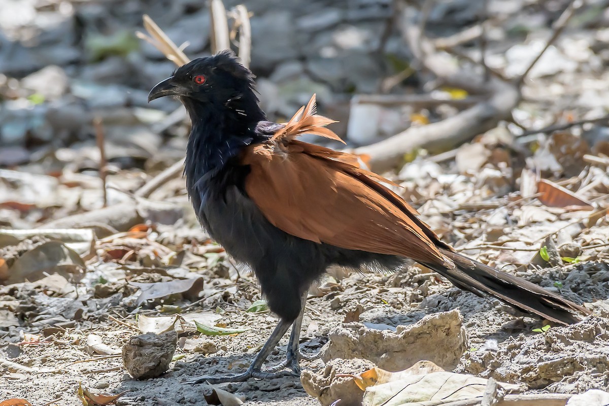 Greater Coucal - Nitin Chandra