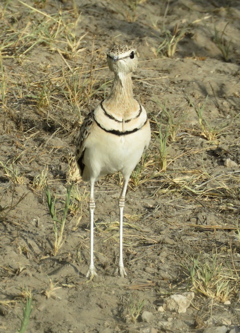 Double-banded Courser - ML145577991