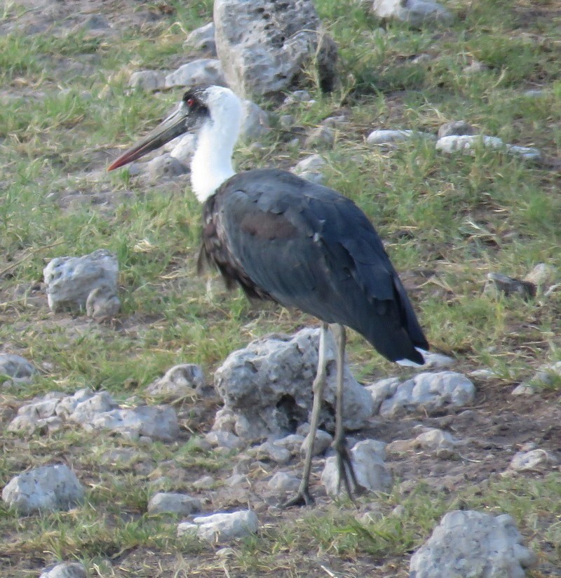 African Woolly-necked Stork - ML145578091