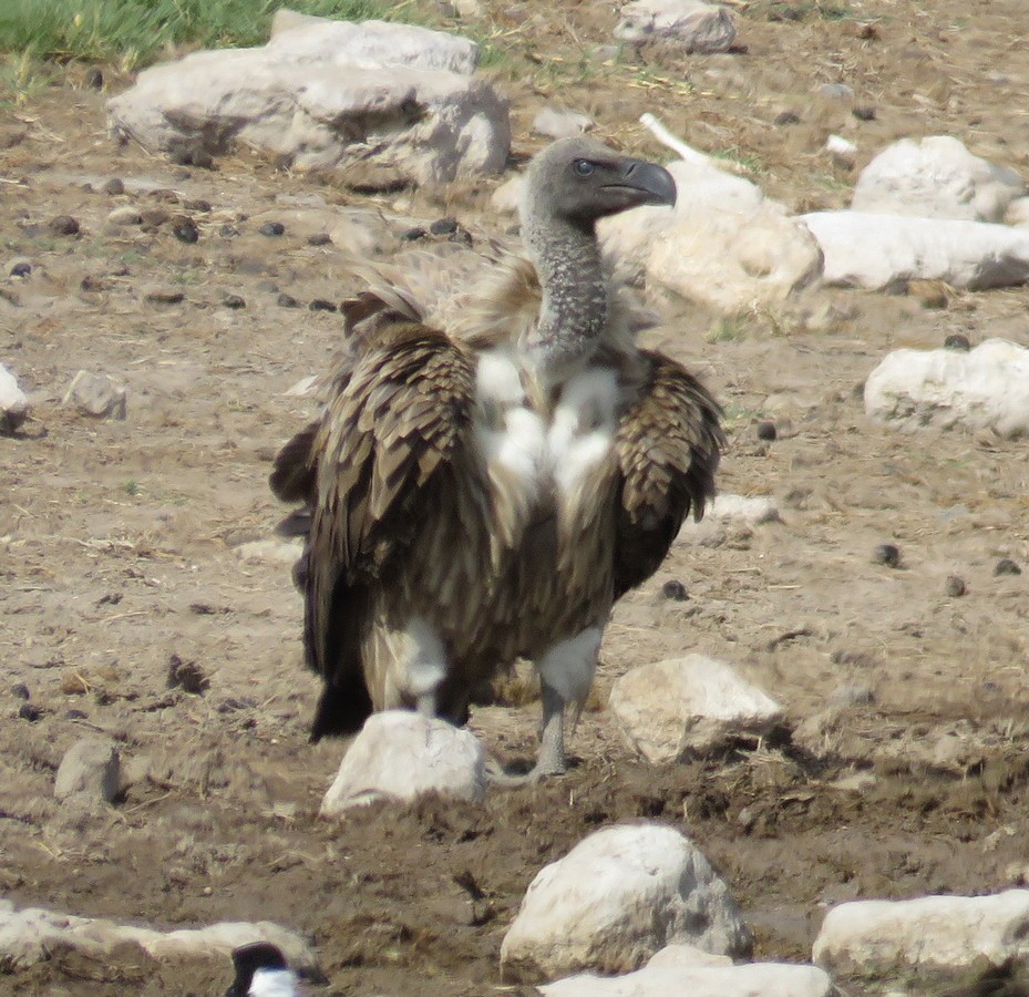 White-backed Vulture - ML145578241