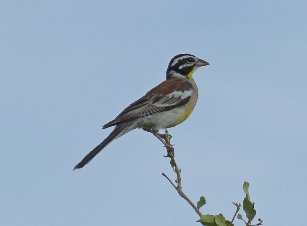 Golden-breasted Bunting - ML145578421