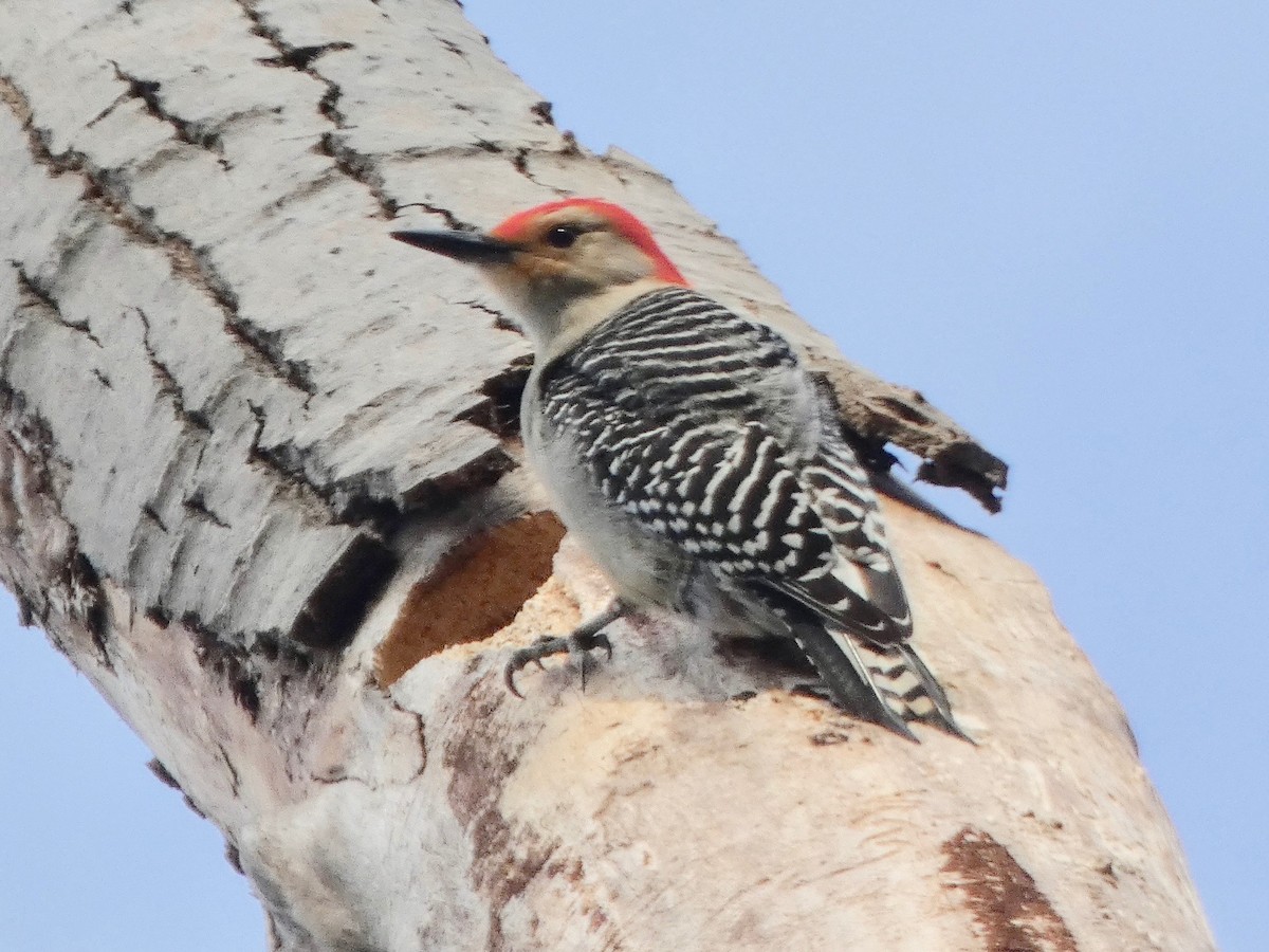 Red-bellied Woodpecker - Mary  McMahon