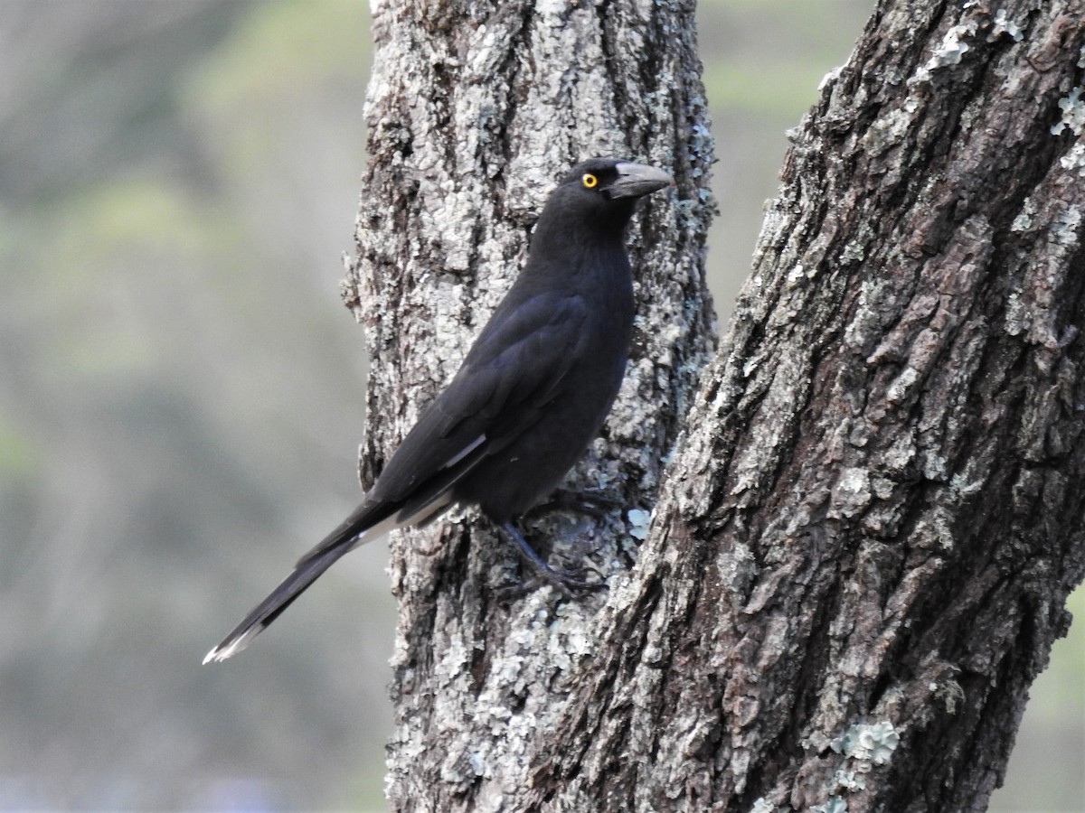 Pied Currawong - ML145579931