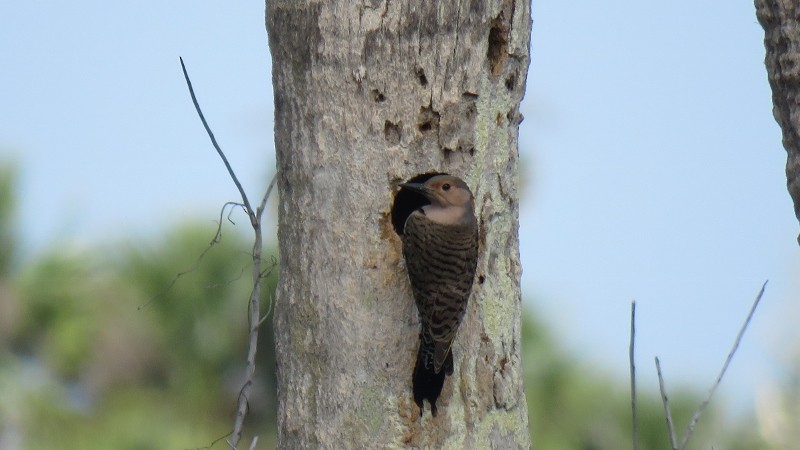 Northern Flicker (Yellow-shafted) - ML145580141
