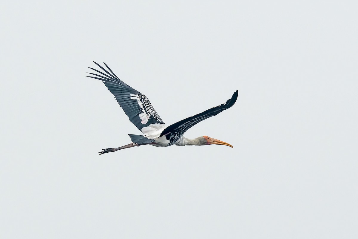 Painted Stork - Nitin Chandra