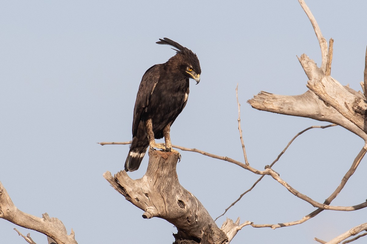 Long-crested Eagle - James Kennerley