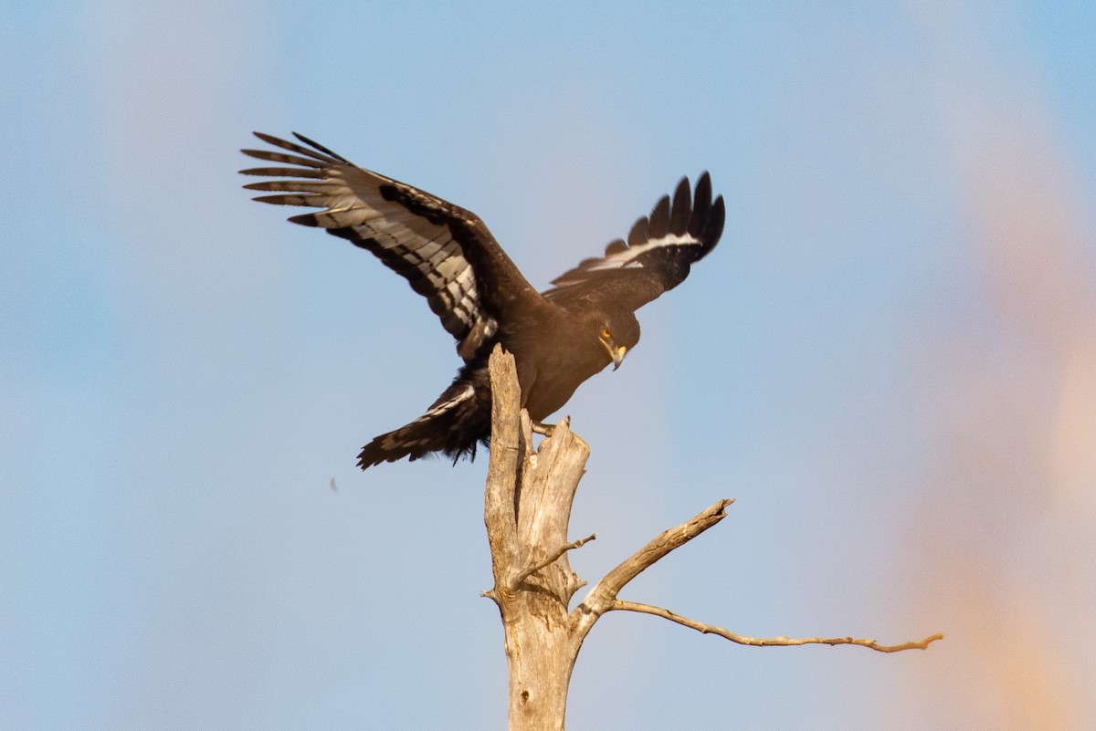 Long-crested Eagle - James Kennerley