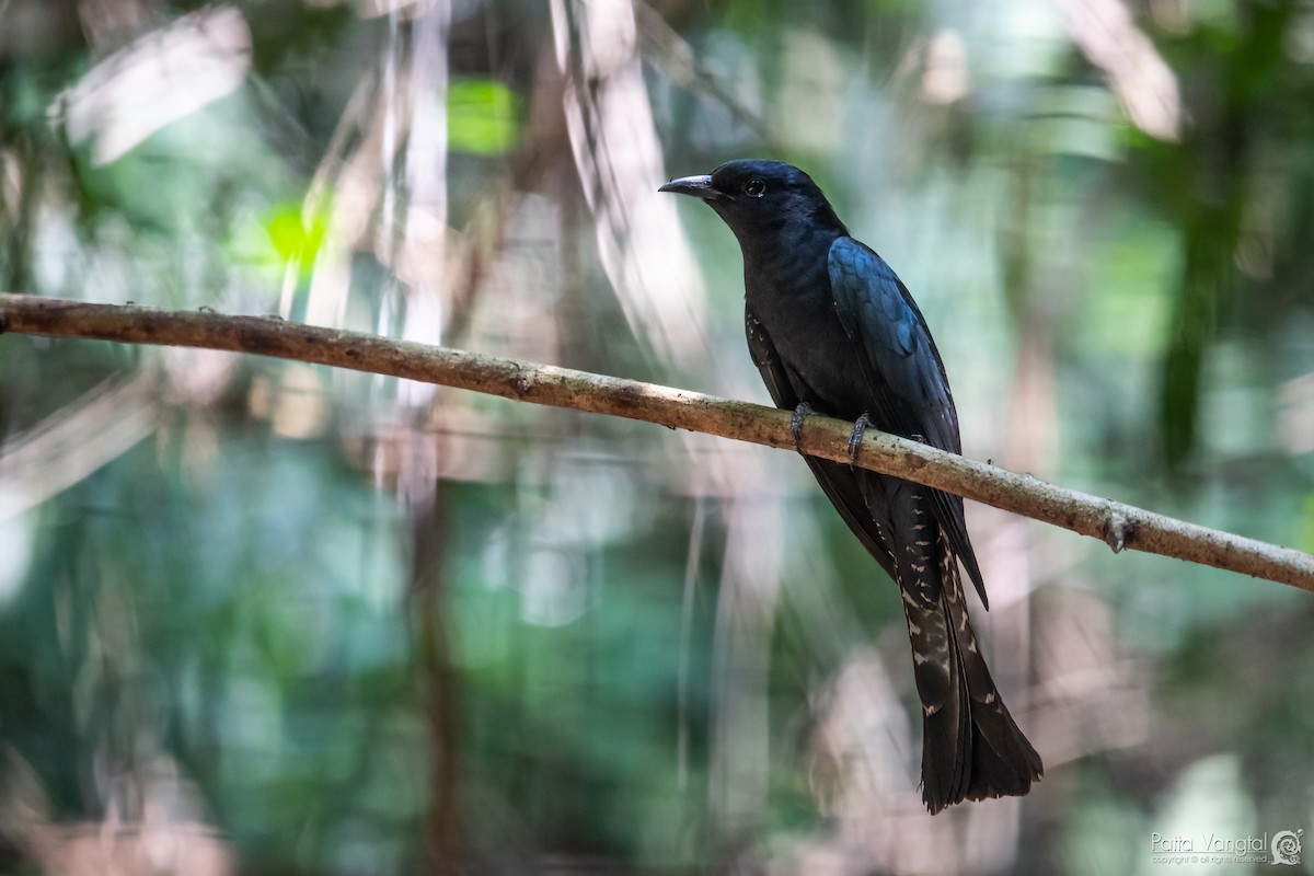 Square-tailed Drongo-Cuckoo - Pattaraporn Vangtal