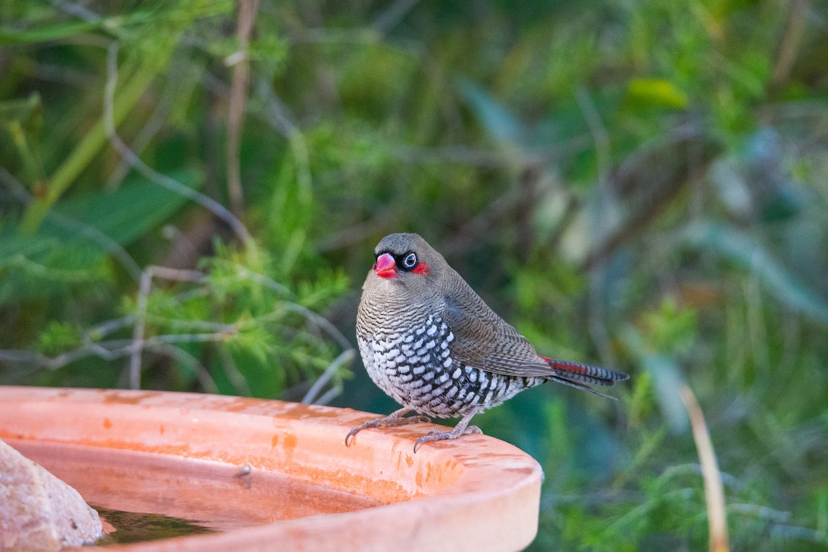 Red-eared Firetail - Jennie Stock