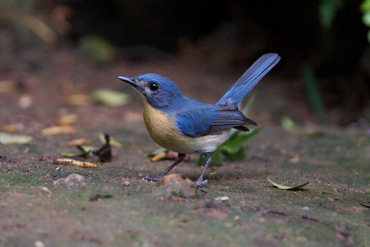 Tickell's Blue Flycatcher - Snehasis Sinha
