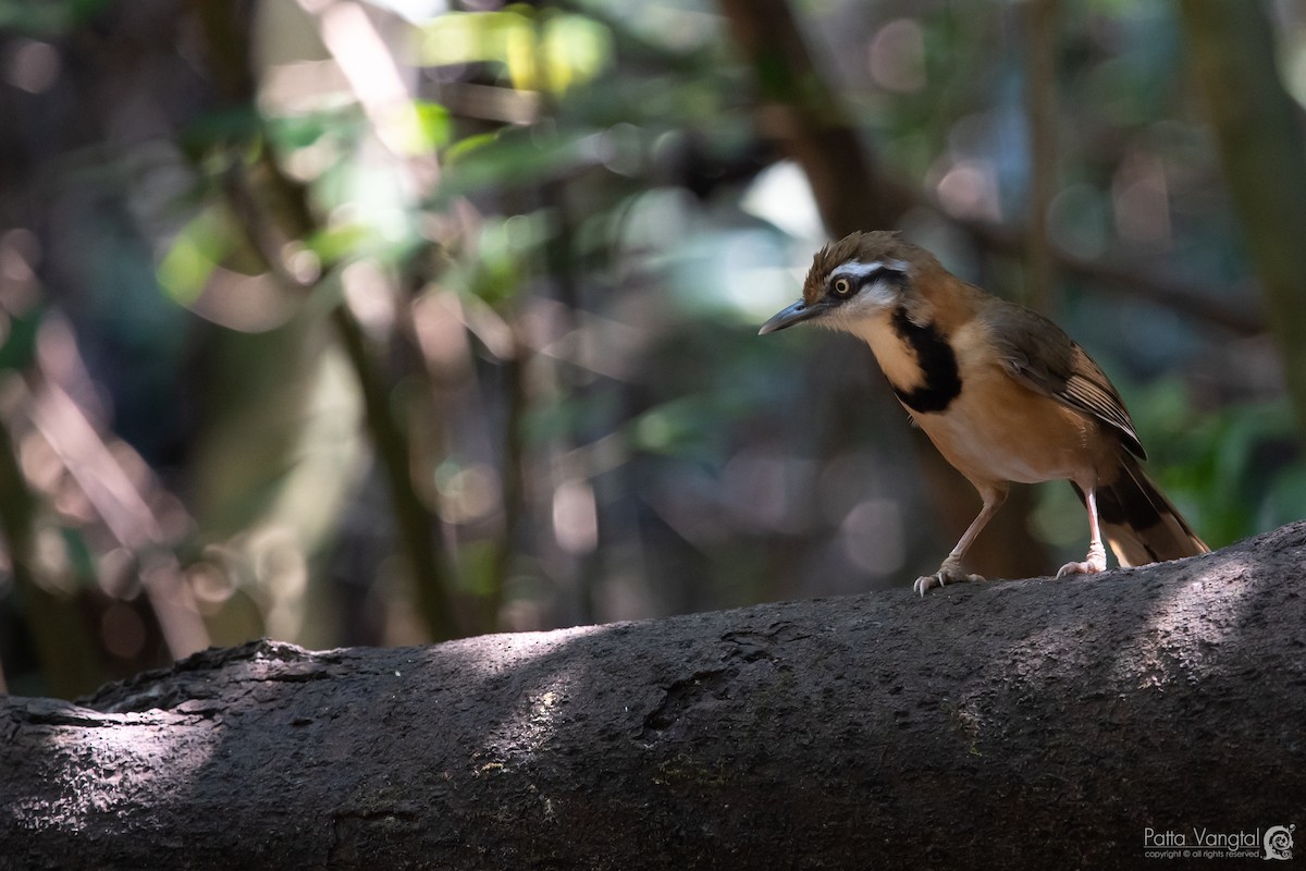 Lesser Necklaced Laughingthrush - ML145585601
