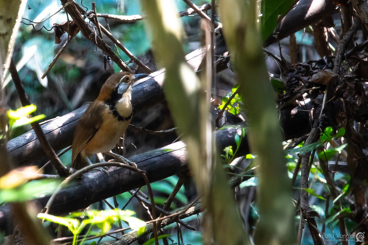 Greater Necklaced Laughingthrush - Pattaraporn Vangtal