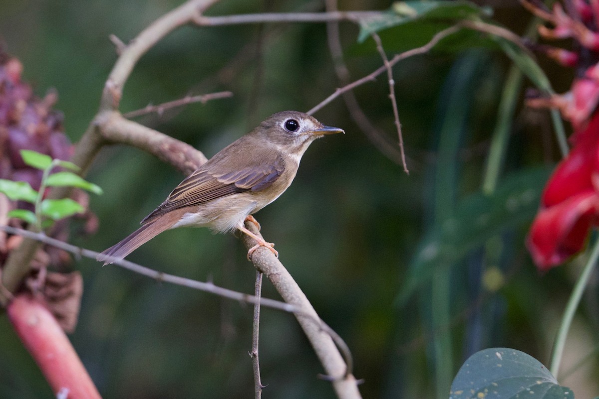 Brown-breasted Flycatcher - ML145588441