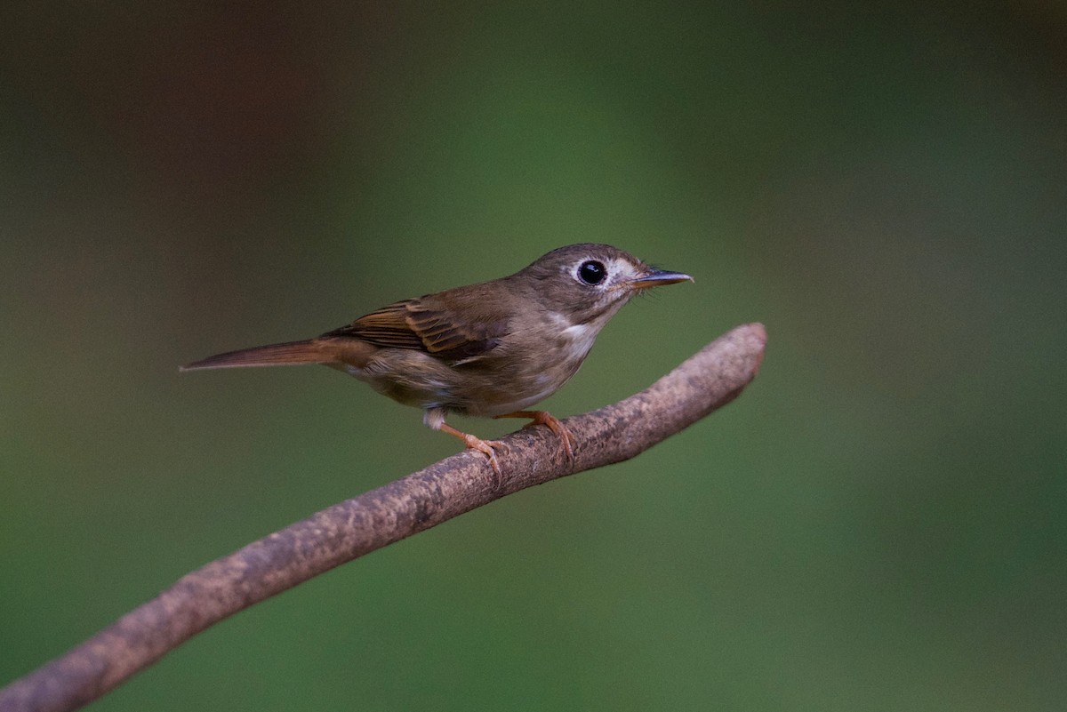 Brown-breasted Flycatcher - ML145588511
