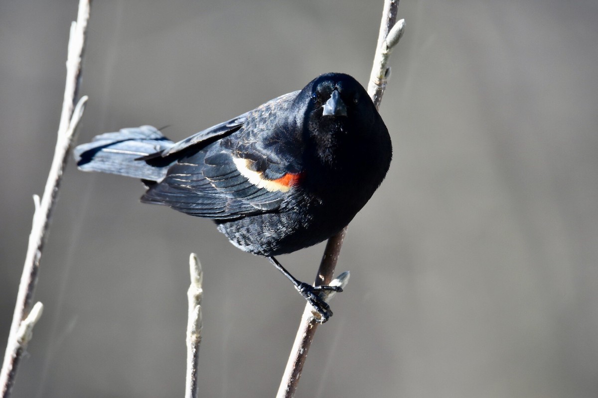 Red-winged Blackbird - Joan Heffernan