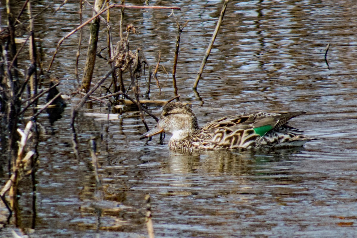 Green-winged Teal - Trevor Zook