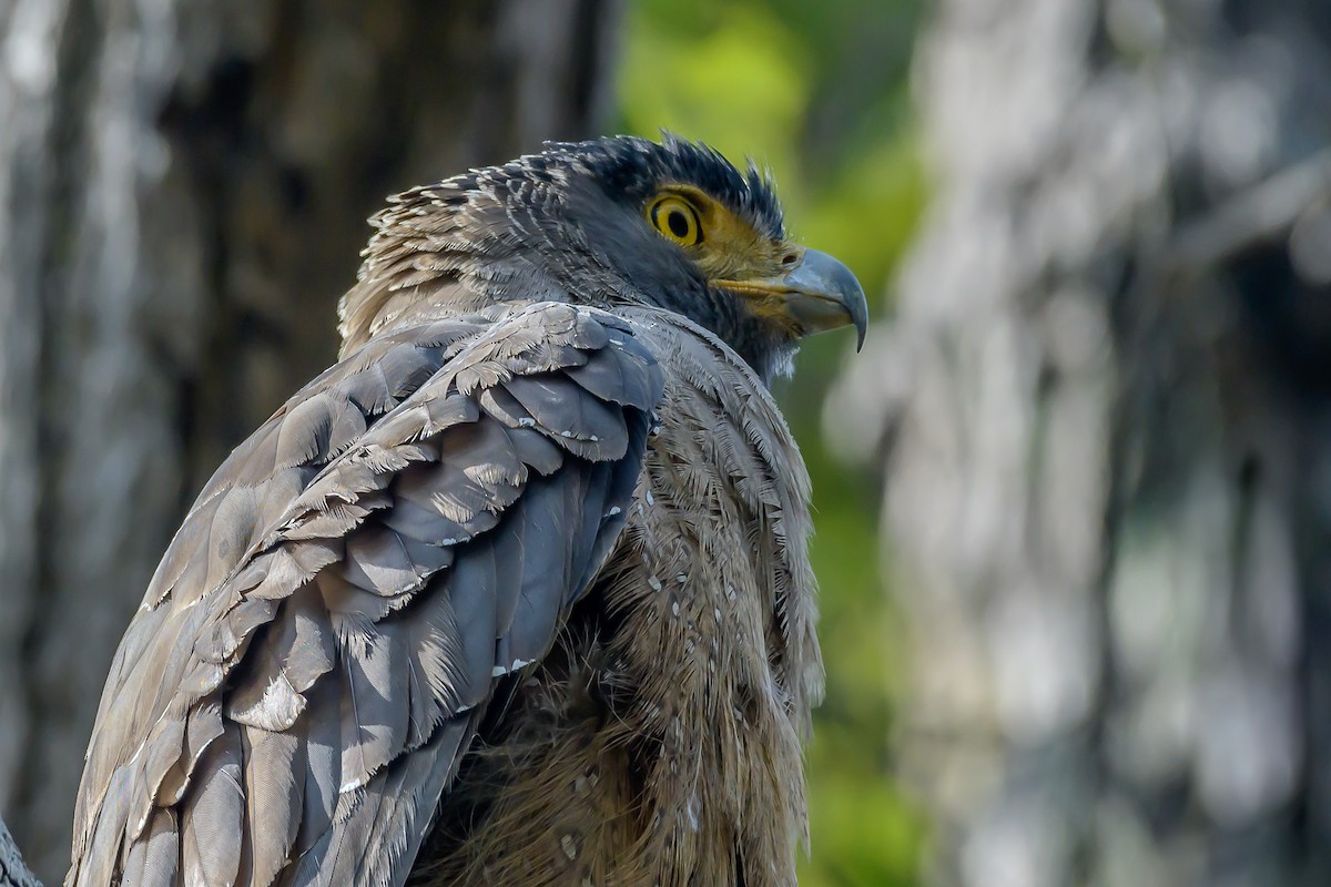 Crested Serpent-Eagle - Nitin Chandra